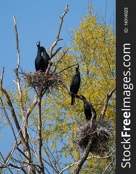 Great Cormorant (Phalacrocorax carbo) colony. Great Cormorant (Phalacrocorax carbo) colony