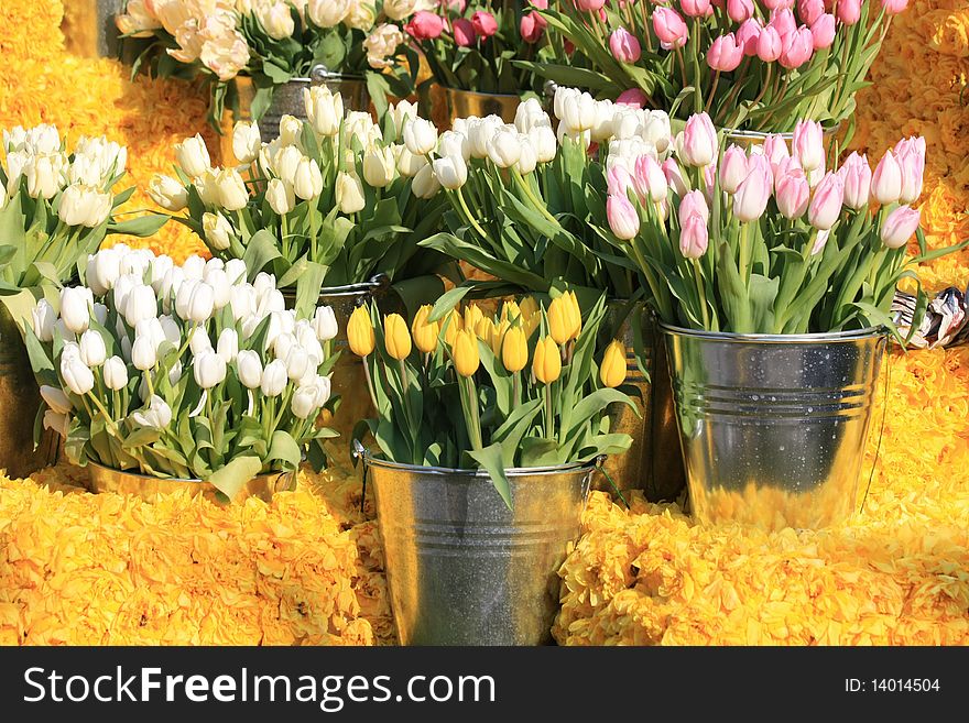 Tulips In Metal Buckets