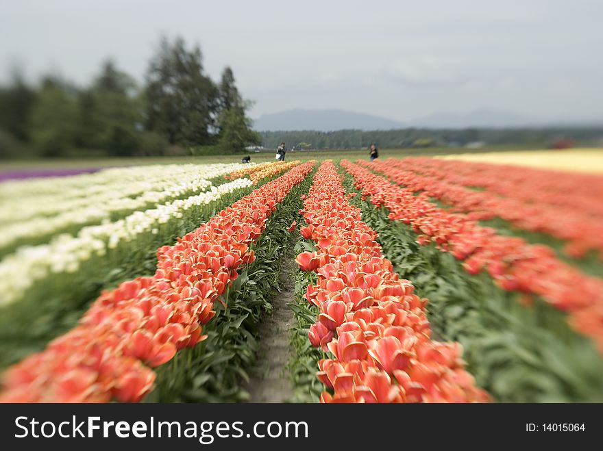 A view of flowers in a tulip field. A view of flowers in a tulip field