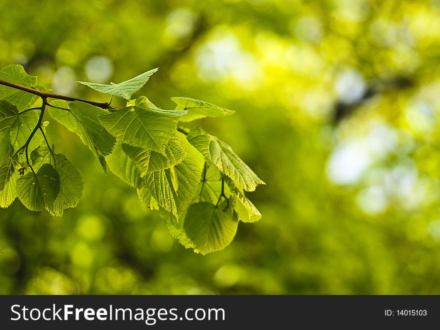 Green Leafs Background