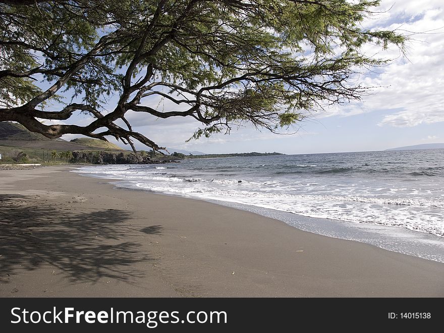 Tree on a beach in hawaii