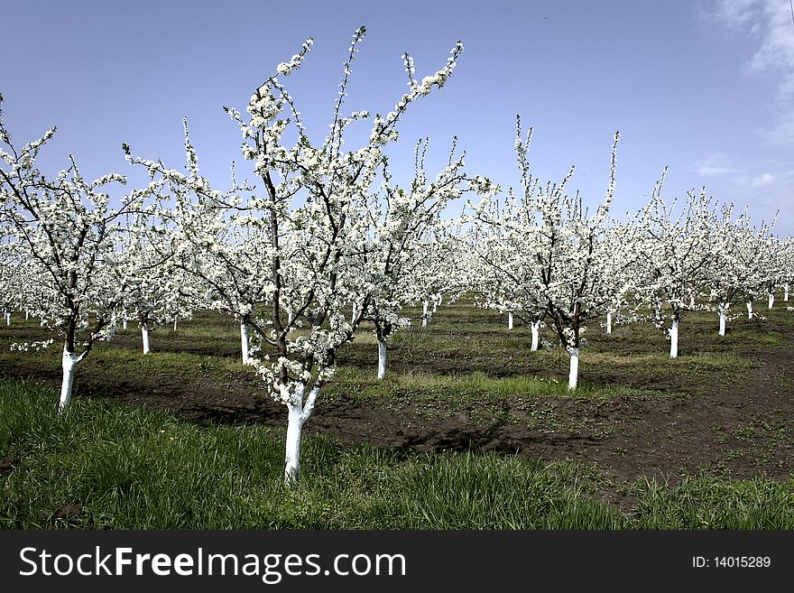 A Garden Of Fruit Trees