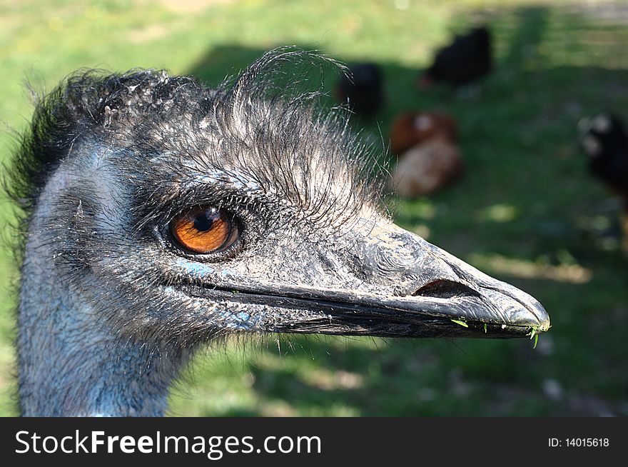 Portrait of an emu. These exotic animals are now also bred in Germany. Portrait of an emu. These exotic animals are now also bred in Germany.