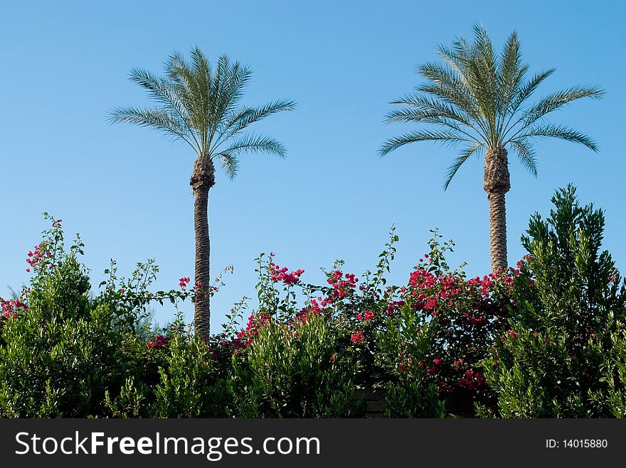 Two palm trees blue skies and some flowering vines form this composition. Two palm trees blue skies and some flowering vines form this composition.