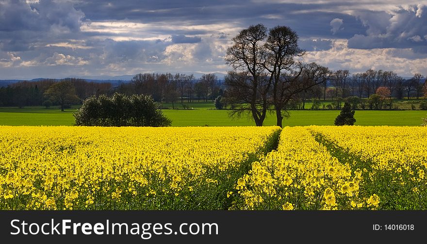 A field full of blooming rape