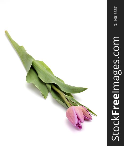 Single Pink Tulip with green leaves on white background