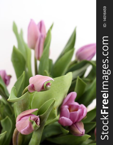 Bunch of Pink Tulips on white background