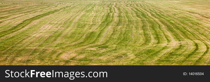 Panormaic of wavey green grass from mower rows