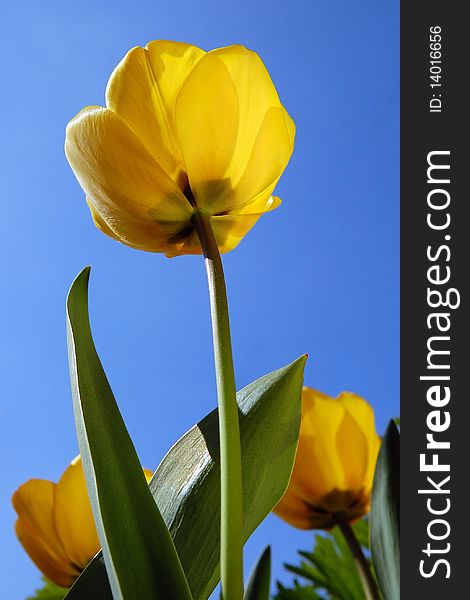 Yellow tulip against blue cloudless sky. Yellow tulip against blue cloudless sky