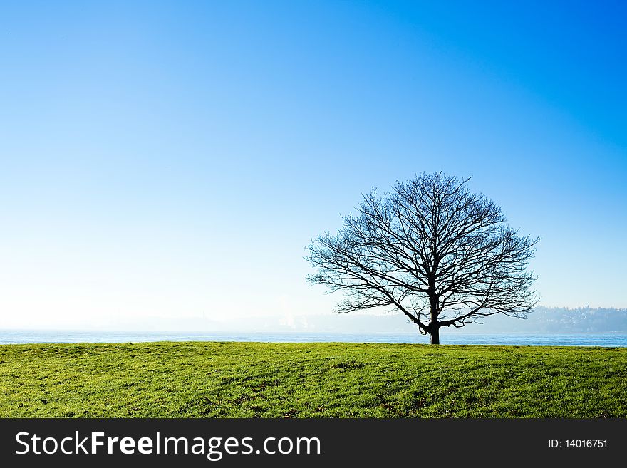 A single tree without leaves, standing in a grass field on a clear day. A single tree without leaves, standing in a grass field on a clear day