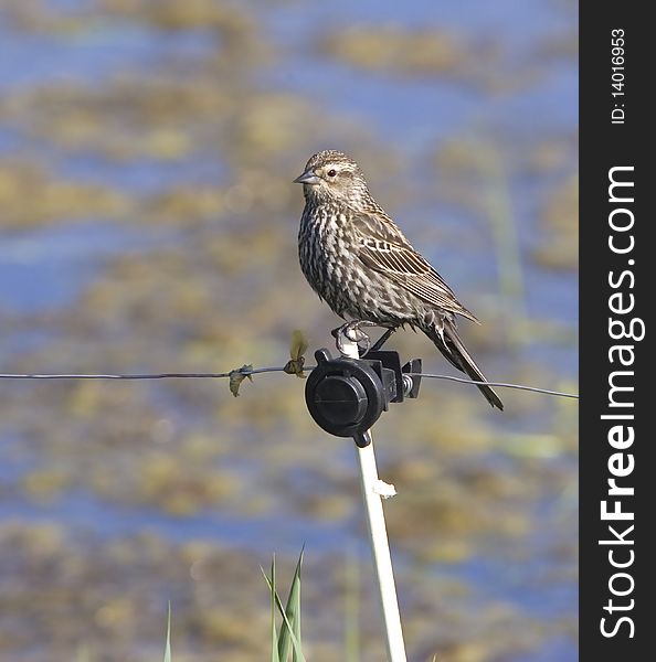 A small sparrow is perched near a marshy area,. A small sparrow is perched near a marshy area,