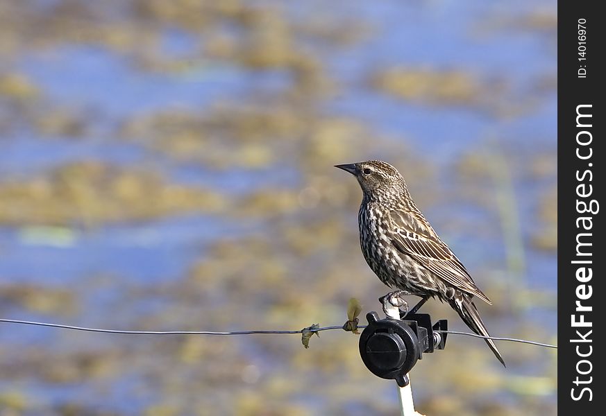 A Perched Sparrow.