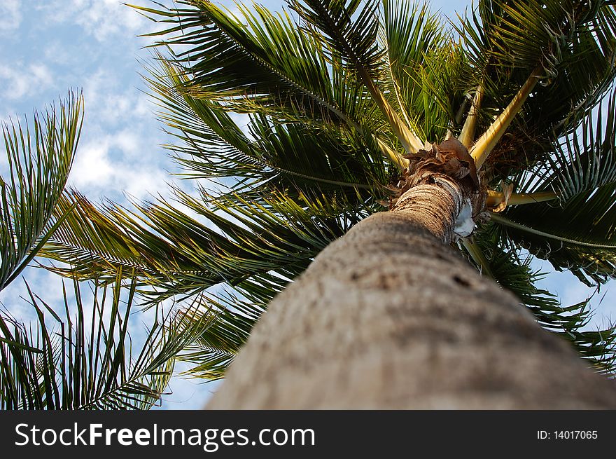 Sunny Palm Tree