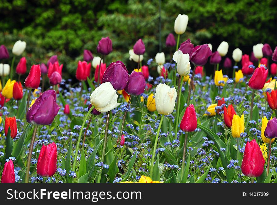 Garden of colorful tulips after spring rain. Garden of colorful tulips after spring rain