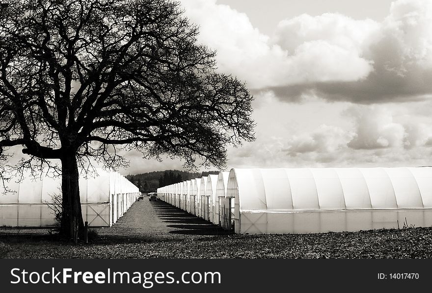 This is a picture of a row of green houses on a cloudy day in early spring.