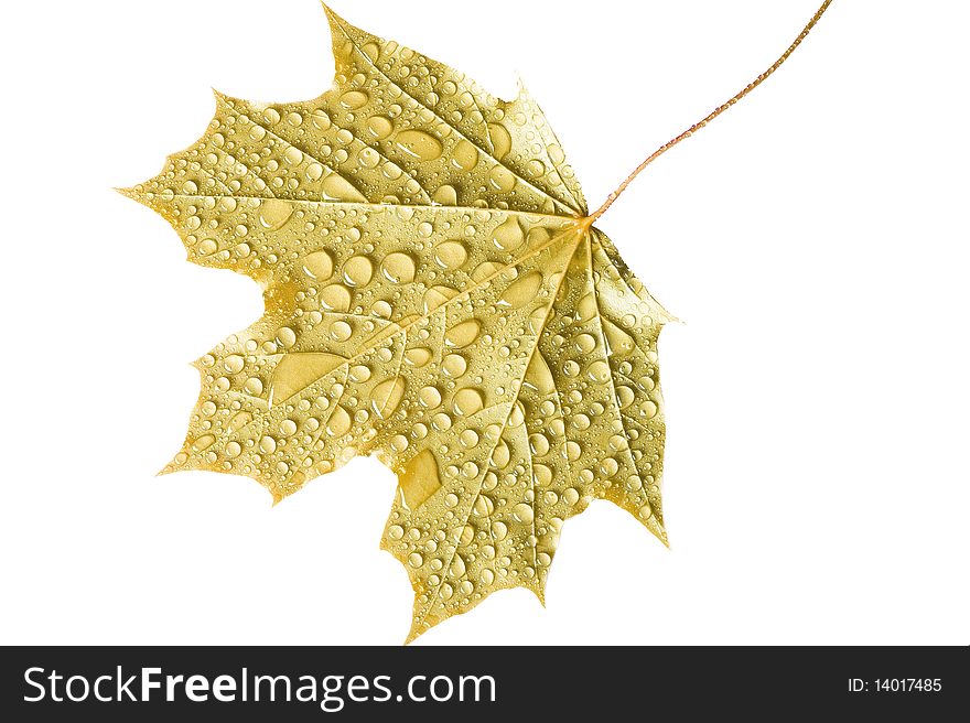 Brown leaf covered water drops isolated on white