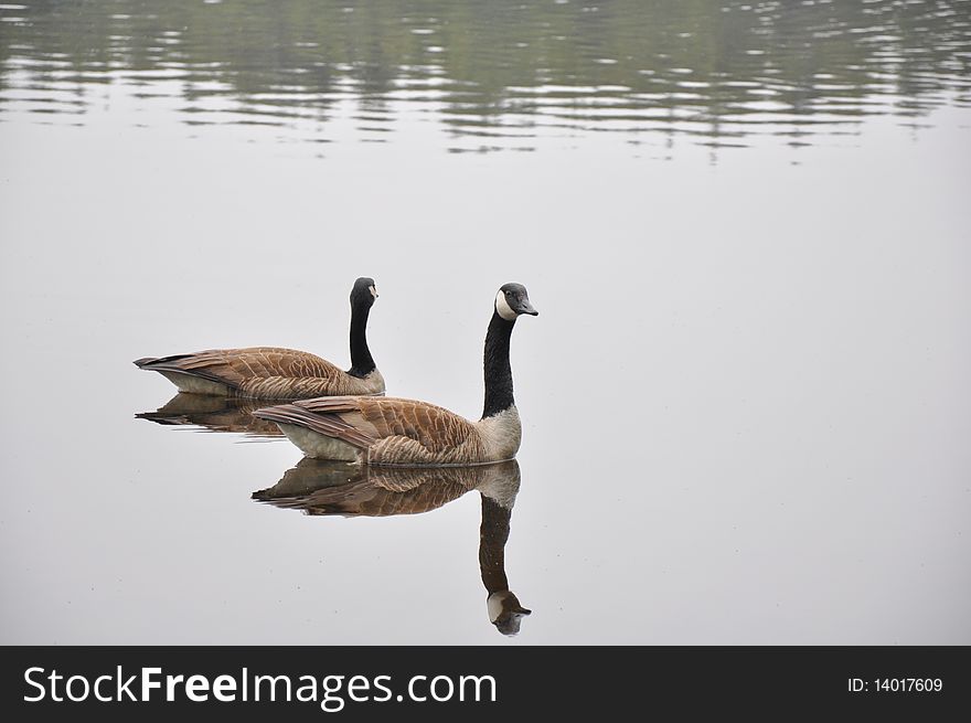 Two Canada Geese on a peaceful lake. Two Canada Geese on a peaceful lake.