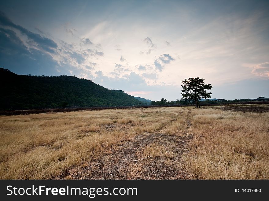 Landscape Lonely Tree in The Field Mountain in Thailand