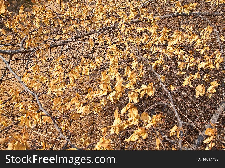 The Yellow tree dead leaf in Thailand. The Yellow tree dead leaf in Thailand