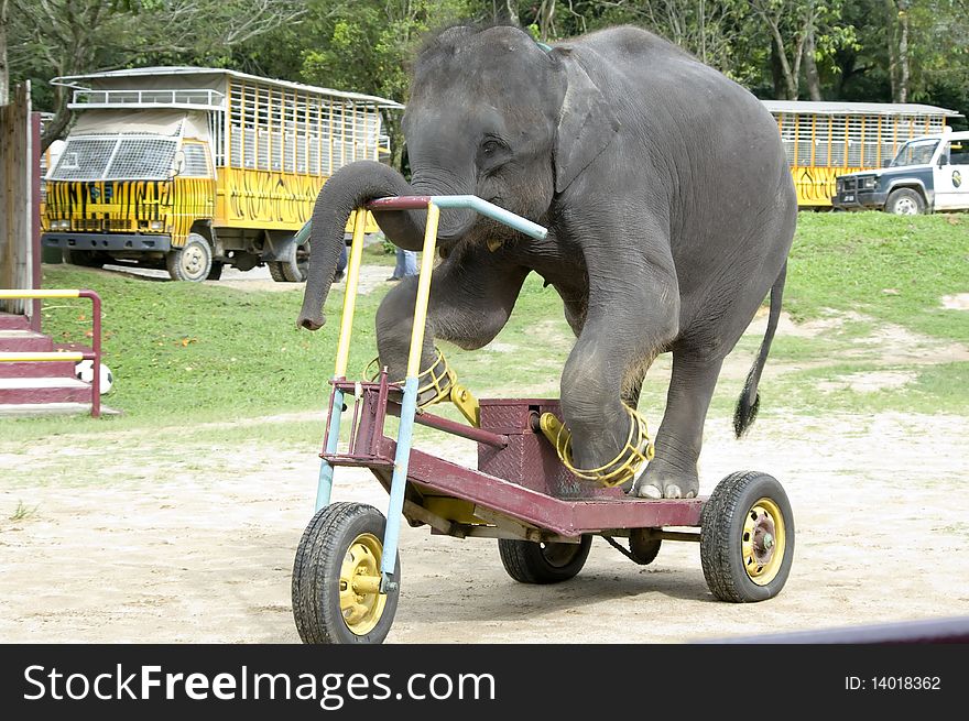 Elephant Cycling Performance in a Safari