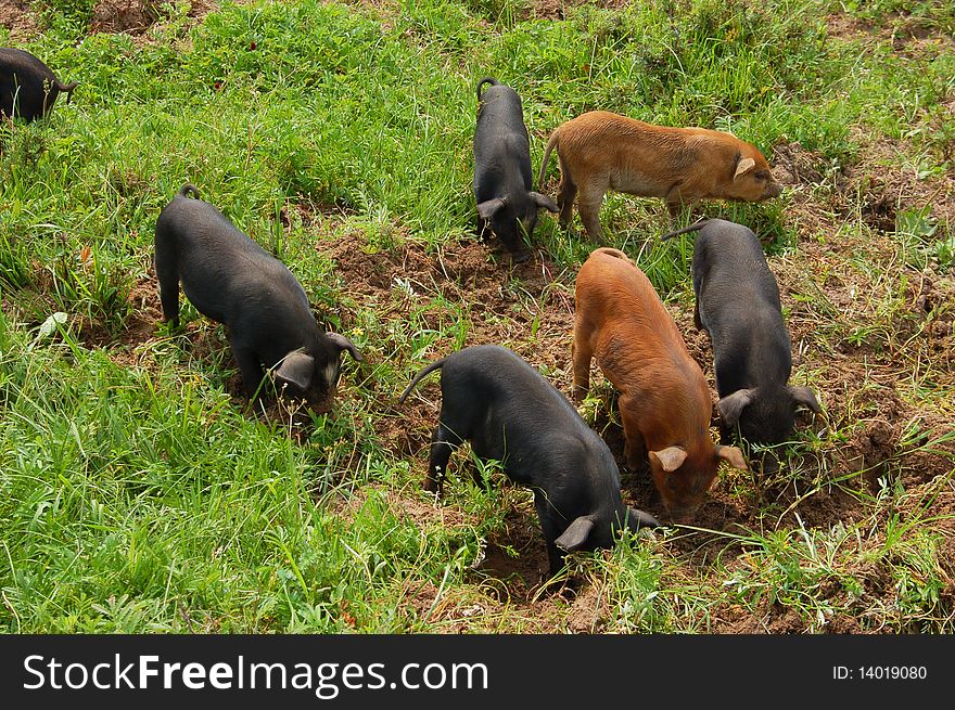 Pigs in northern China.Sows and piglets .