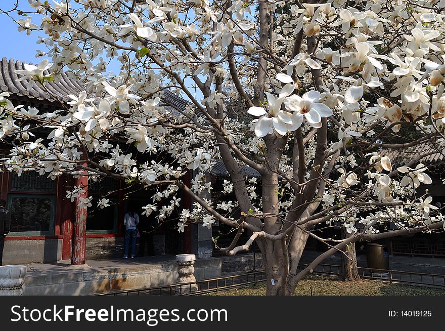 The Summer Palace is the most famous emperor garden in china.Magnolia in Summer Palace is famous. The Summer Palace is the most famous emperor garden in china.Magnolia in Summer Palace is famous.