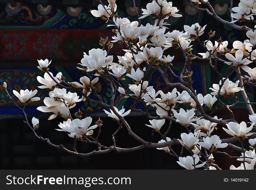 Summer Palace Magnolia Flower