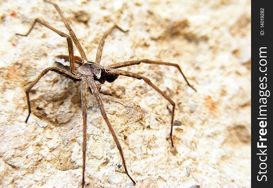 Spider on a brown stone