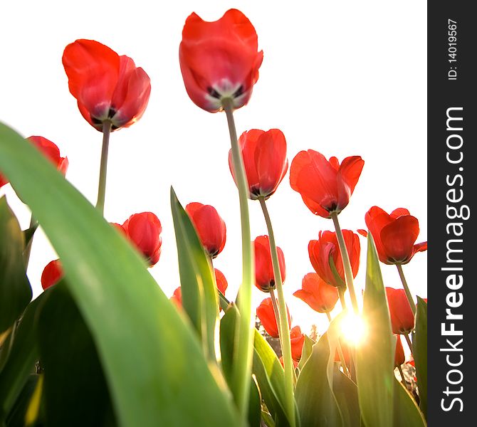 Red tulips isolated on white