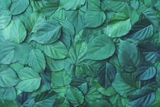 Green Leaf Texture Pattern, Beautiful Nature Texture Background Concept Royalty Free Stock Image