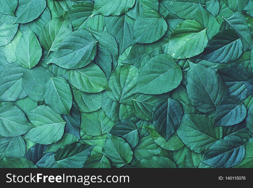 Green leaf texture pattern, beautiful nature texture background concept, copy space