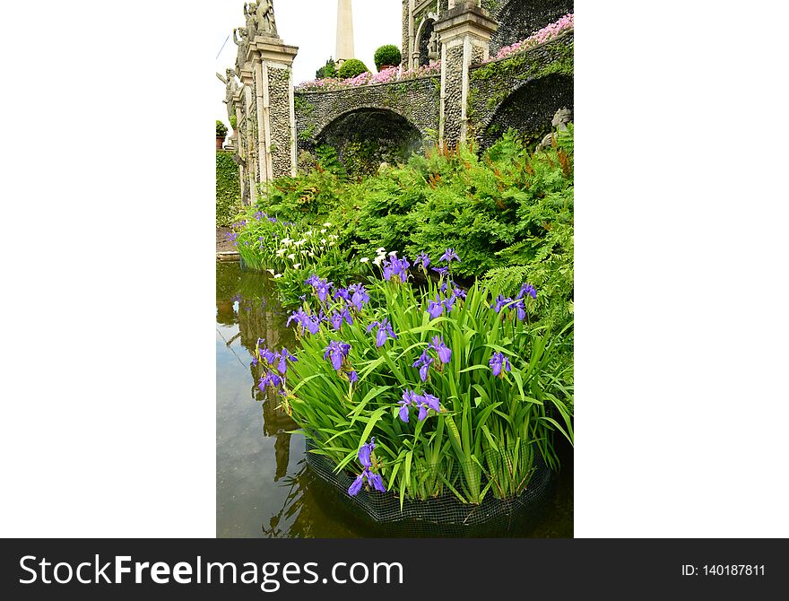 Flowers in maggiore lake italy