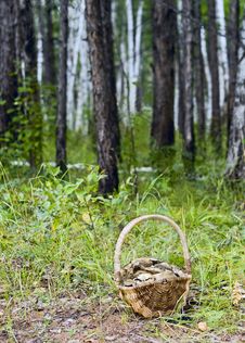Basket With Mushrooms Stock Photography Basket With Mushrooms Stock Photography