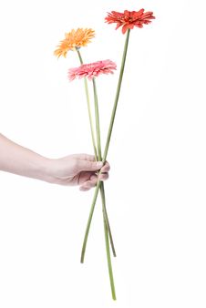 Bouquet From Daisy-gerbera In Hand Royalty Free Stock Photos Bouquet From Daisy-gerbera In Hand Royalty Free Stock Photos