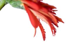 Macro Of Red Daisy-gerbera Head With Water Drops Royalty Free Stock Images