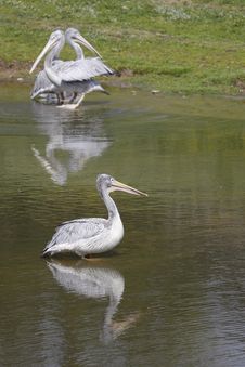 Mirroring Pink-backed Pelicans Stock Images Mirroring Pink-backed Pelicans Stock Images