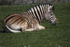 Plains Zebra Royalty Free Stock Images Plains Zebra Royalty Free Stock Images
