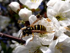 Wasp And Blossom Tree Royalty Free Stock Image Wasp And Blossom Tree Royalty Free Stock Image