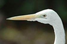 Great Egret Stock Photography