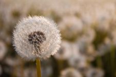 Dandelion Stock Photo Dandelion Stock Photo