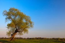 Lone Tree Royalty Free Stock Images Lone Tree Royalty Free Stock Images