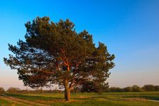 Lone Tree Stock Photos