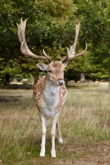 Sika Deer Royalty Free Stock Image