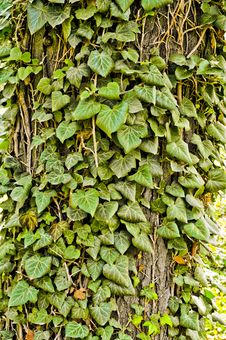 Ivy On A Tree Royalty Free Stock Photography