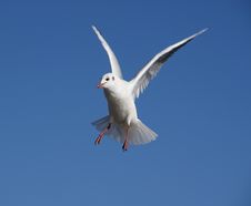 Sea Bird Flying With Clean Blue Sky Stock Images