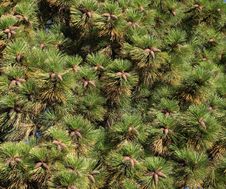 Pine Cones On Pine Needles Stock Photos Pine Cones On Pine Needles Stock Photos