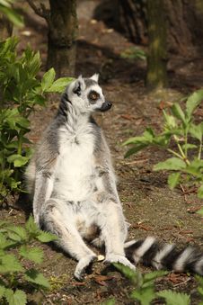 Ring-tailed Lemur Sitting On The Ground Stock Image