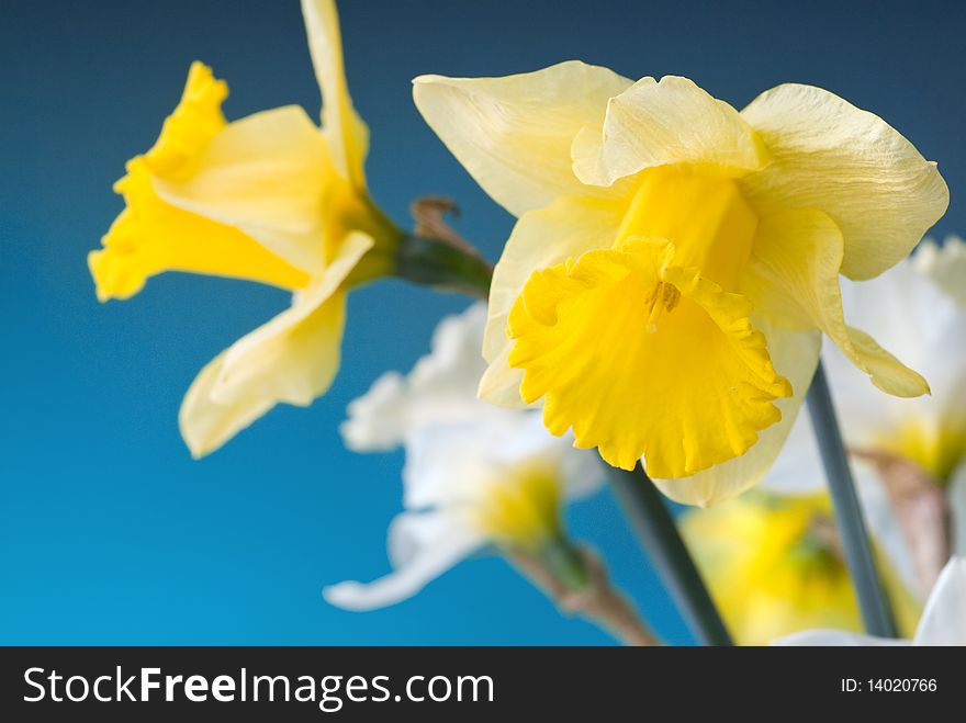 Yellow and white narcissus on blue