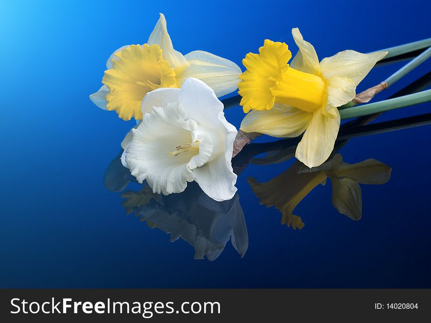 White and yellow narcissus on blue background