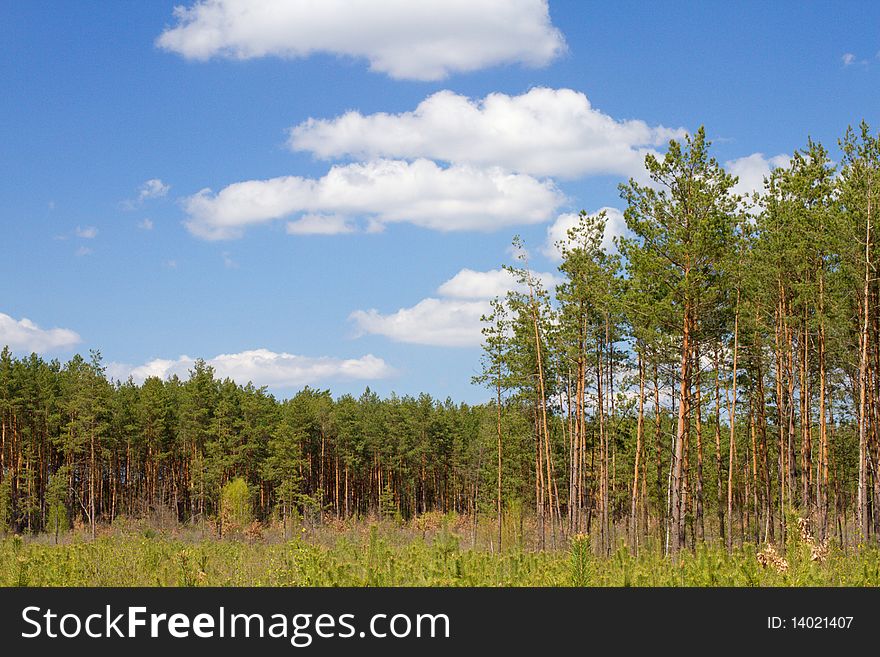 Spring landscape of green forest with bright blue sky. Spring landscape of green forest with bright blue sky